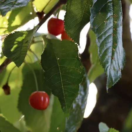 Quinta Do Carvalheiro (adults Only) *